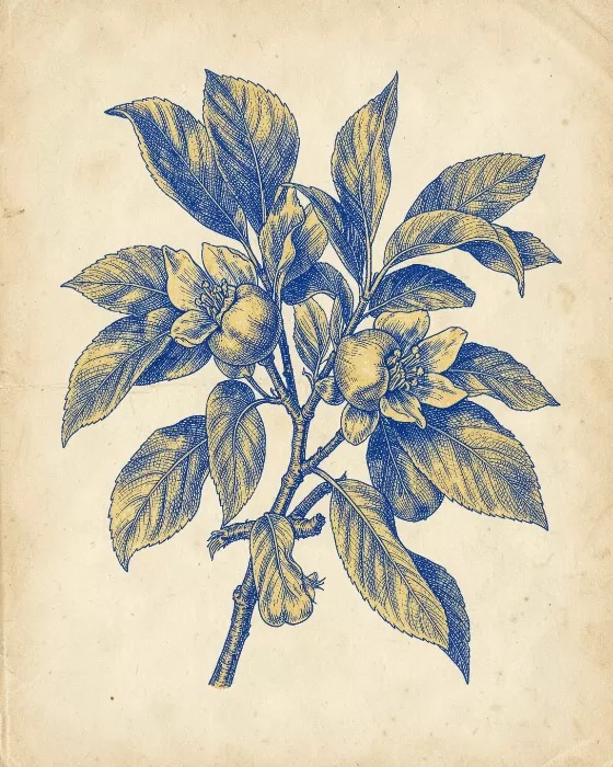 Sapphire Quince
