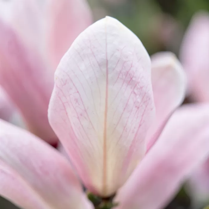 Magnolia Macro