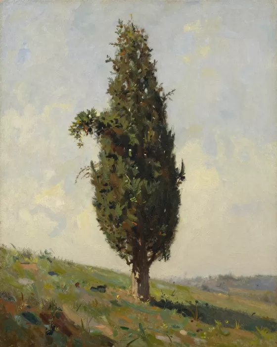 Cypress Light