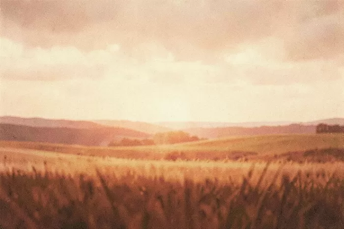 Buttery Fields