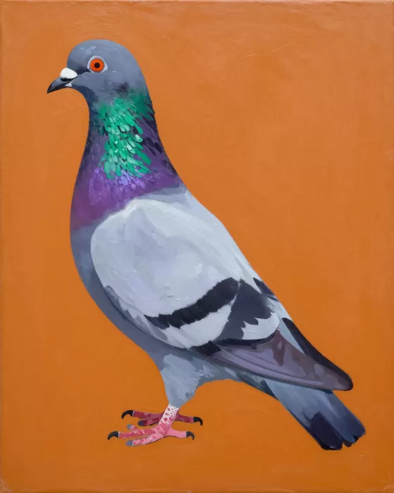 Pigeon Pop