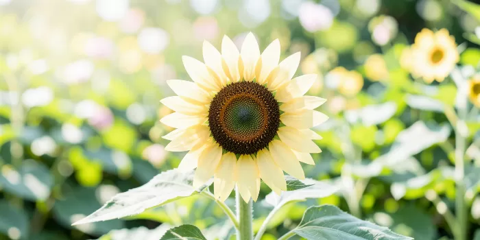 Bright Petals