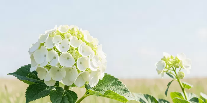 Hydrangea Sky