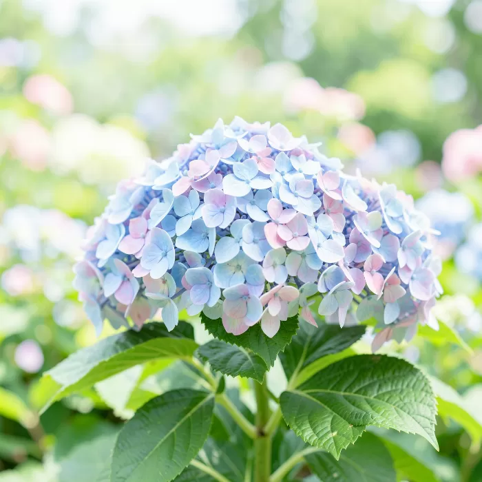 Hydrangea Bloom II