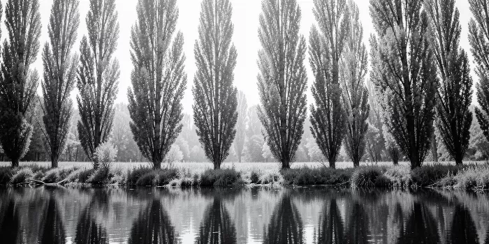 Silvery Poplars