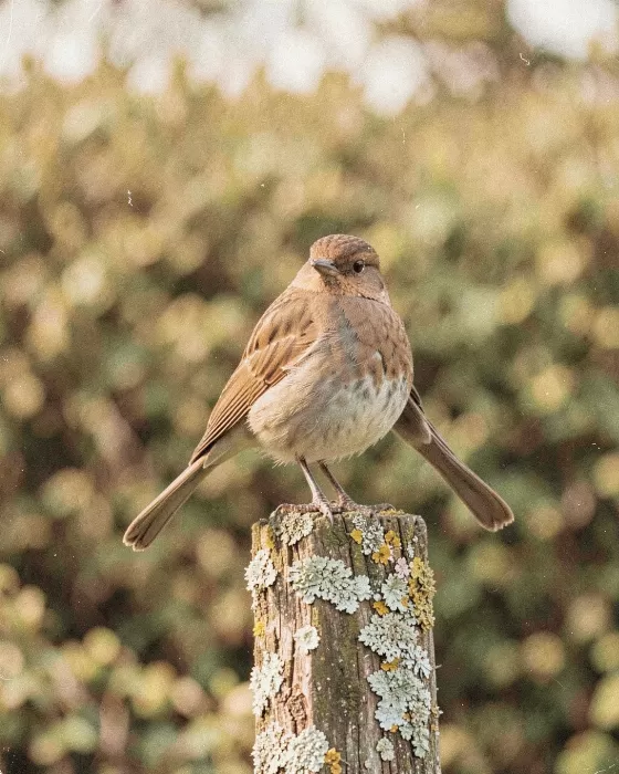 Fence Post Rest