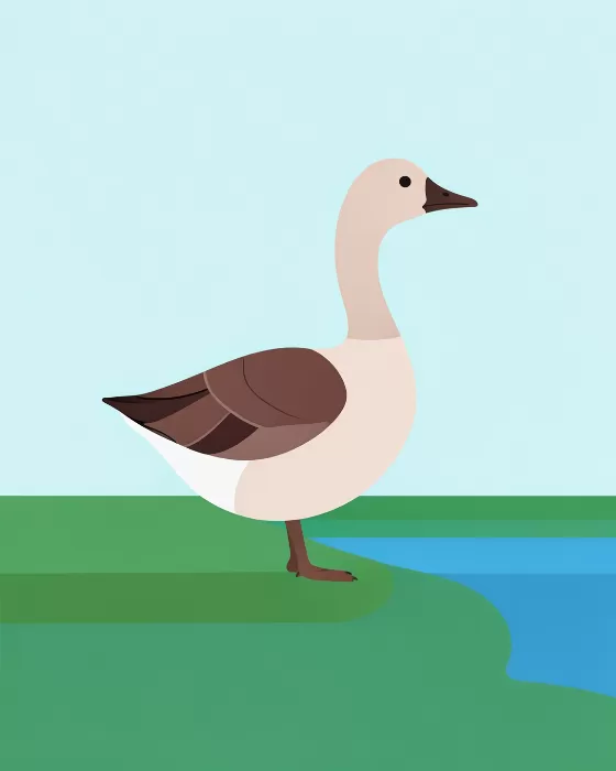 Pond Goose